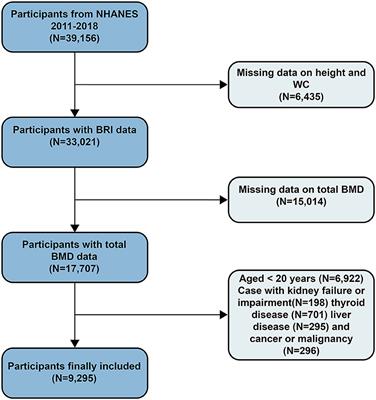 Negative association between Body Roundness Index and bone mineral density: insights from NHANES